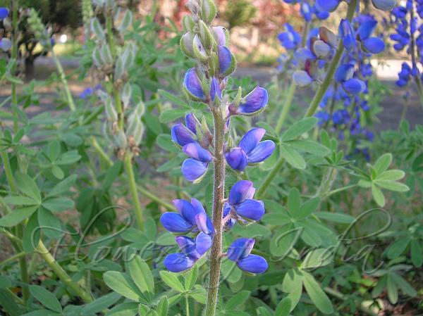 Sky Lupin Pixie Delight
